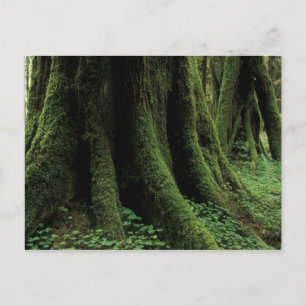 USA, Washington, Olympic-Nationalpark, 2 Postkarte