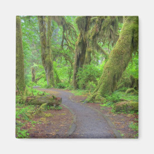 USA, Washington, Olympic-Nationalpark, Hoh-Regenwa Magnet