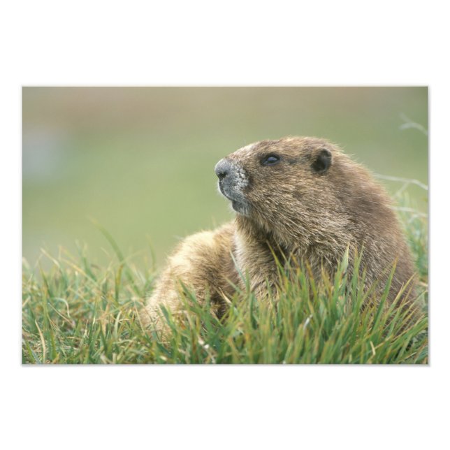 USA, Washington, Olympic NP, Olympic Marmot Fotodruck (Vorne)