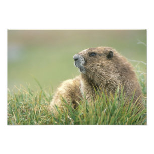 USA, Washington, Olympic NP, Olympic Marmot Fotodruck