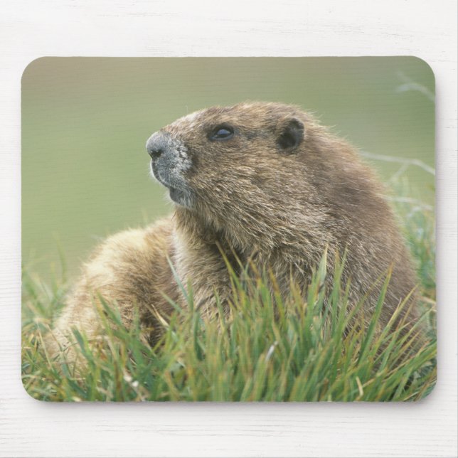 USA, Washington, Olympic NP, Olympic Marmot Mousepad (Vorne)