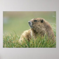 USA, Washington, Olympic NP, Olympic Marmot