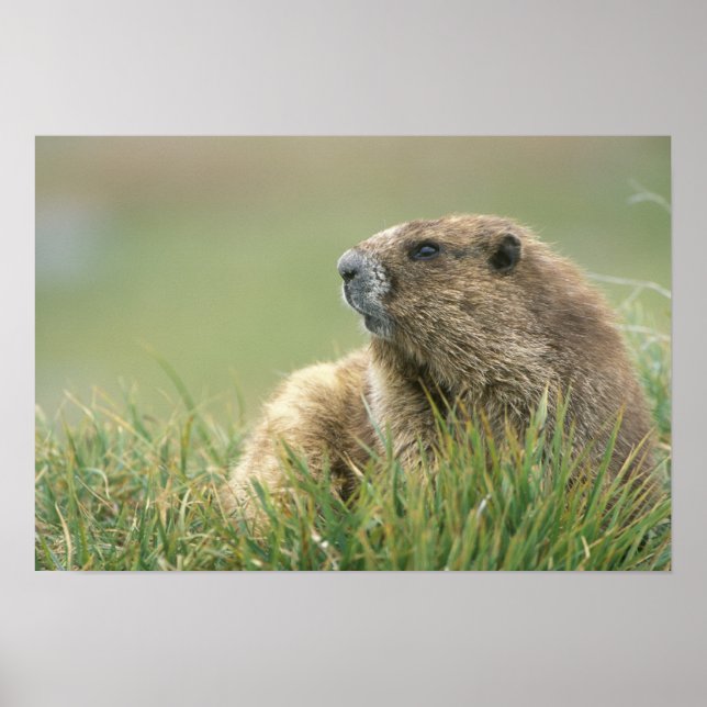 USA, Washington, Olympic NP, Olympic Marmot Poster (Vorne)