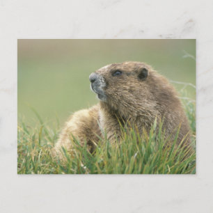 USA, Washington, Olympic NP, Olympic Murmeltier Postkarte