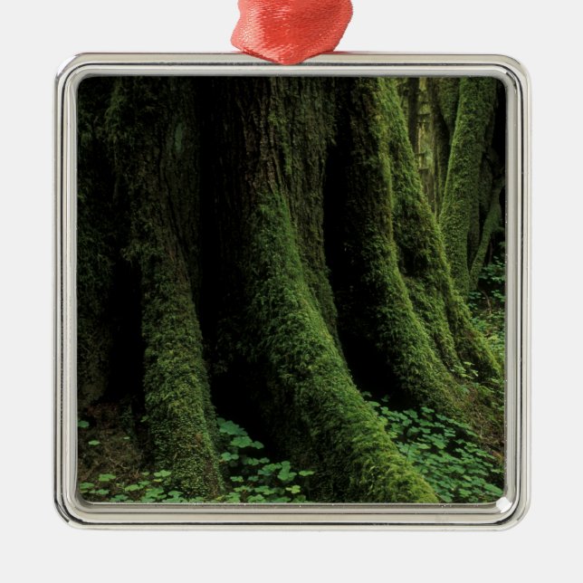 USA, Washington, Olympischer Nationalpark, 2 Silbernes Ornament (Vorne)