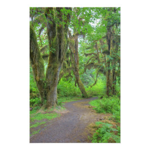 USA, Washington, Olympischer Nationalpark, Hoh Fotodruck