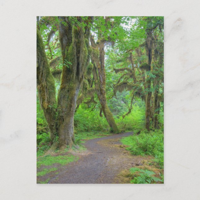 USA, Washington, Olympischer Nationalpark, Hoh Postkarte (Vorderseite)