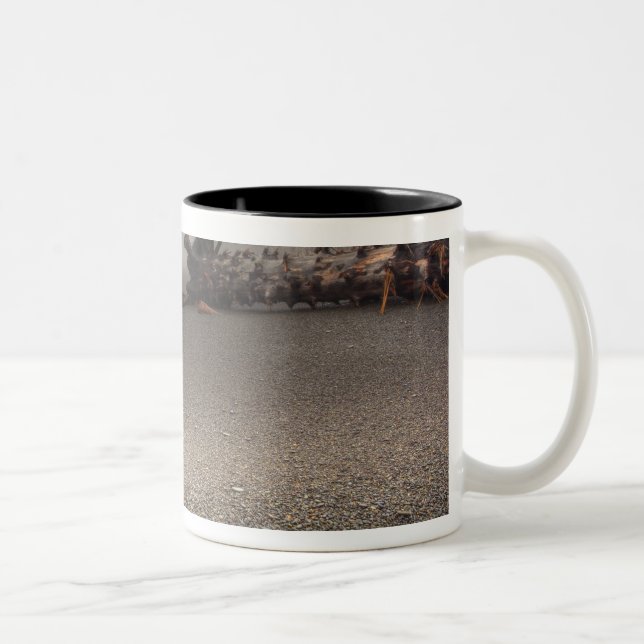USA, Washington, Olympischer Nationalpark, Rialto  Zweifarbige Tasse (Rechts)