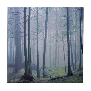 USA, Washington, Orcas Island, Moran State Park Fliese