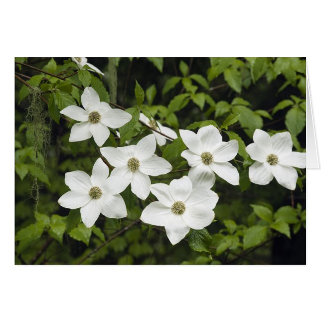 USA, Washington, Pacific Dogwood, Cornus (Vorderseite (Horizontal))