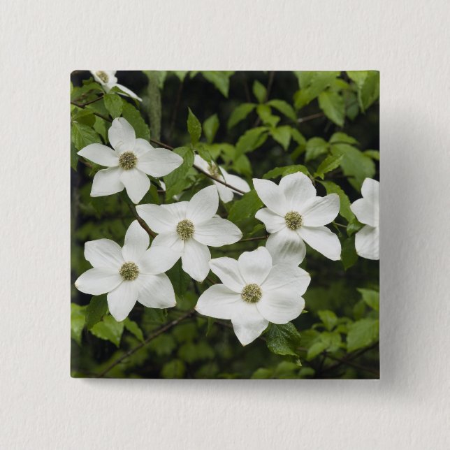 USA, Washington, Pacific Dogwood, Cornus Button (Vorderseite)