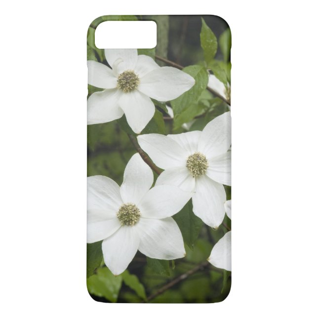 USA, Washington, Pacific Dogwood, Cornus Case-Mate iPhone Hülle (Rückseite)