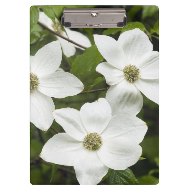 USA, Washington, Pacific Dogwood, Cornus Klemmbrett (Vorderseite)