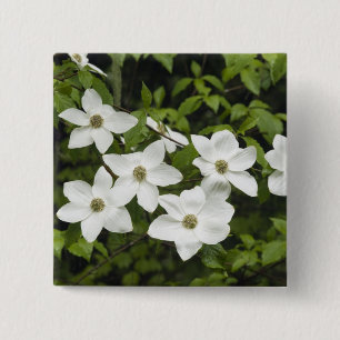 USA, Washington, Pazifische Kornelkirsche, Cornus Button