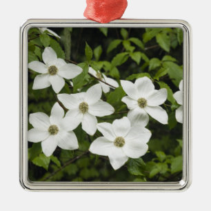 USA, Washington, Pazifische Kornelkirsche, Cornus Ornament Aus Metall