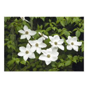 USA, Washington, Pazifischer Hartriegel, Cornus Fotodruck