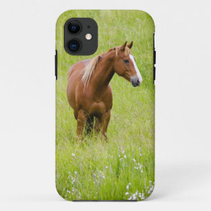 USA, Washington, Pferd im Frühjahrsfeld, Case-Mate iPhone Hülle