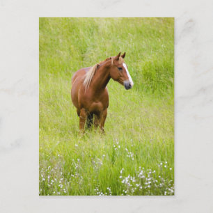 USA, Washington, Pferd im Frühjahrsfeld, Postkarte