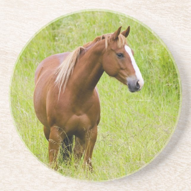 USA, Washington, Pferd im Frühjahrsfeld, Untersetzer (Vorne)