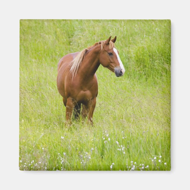 USA, Washington, Pferd in Spring Field, Magnet (Vorne)