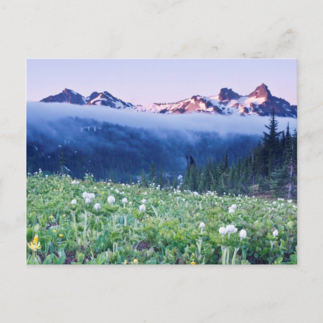 USA, Washington, Rainier National Park 4 Postkarte (Vorderseite)