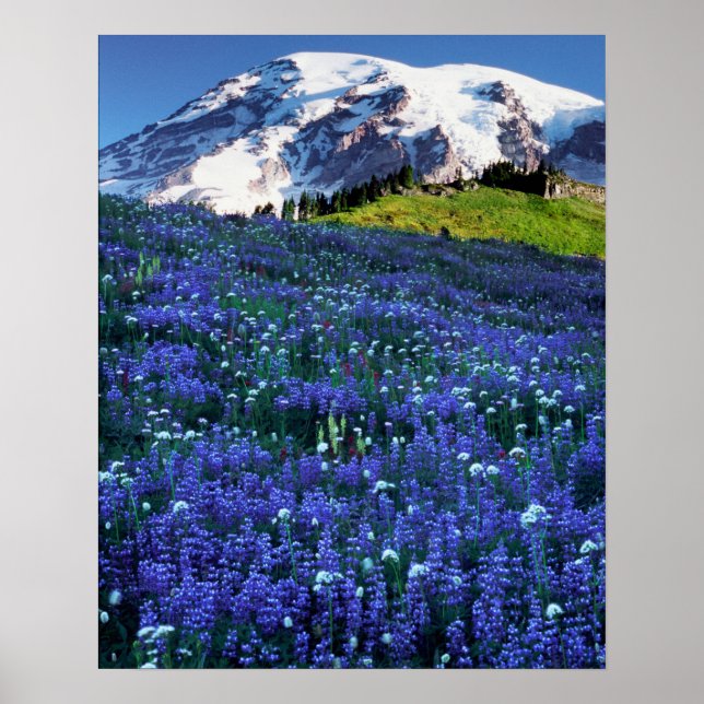 USA, Washington, Rainier National Park. Mt. Poster (Vorne)