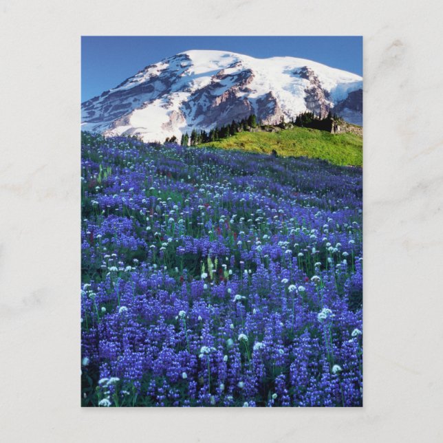 USA, Washington, Rainier National Park. Mt. Postkarte (Vorderseite)