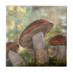 USA, Washington, Seabeck. Leccinum Insigne Fliese