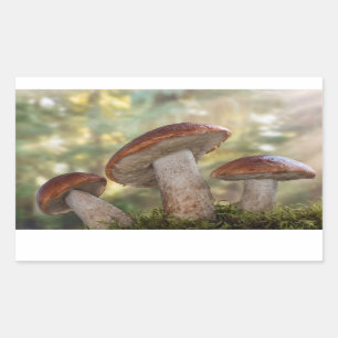 USA, Washington, Seabeck. Leccinum Insigne Rechteckiger Aufkleber