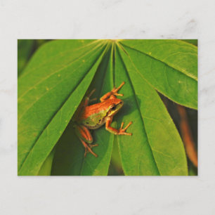 USA, Washington, Seattle, Discovery Park 2 Postkarte