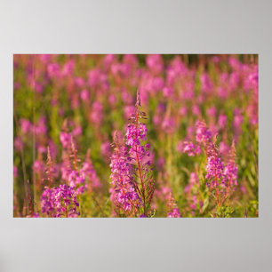 USA, Washington, Seattle, Discovery Park 3 Poster