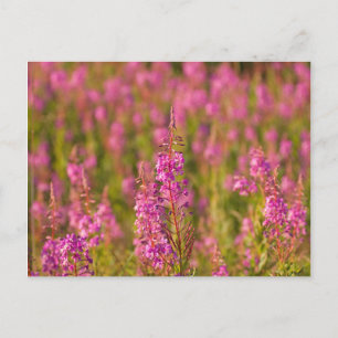 USA, Washington, Seattle, Discovery Park 3 Postkarte