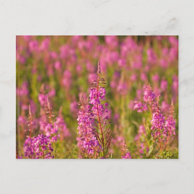 USA, Washington, Seattle, Discovery Park 3 Postkarte (Vorderseite)