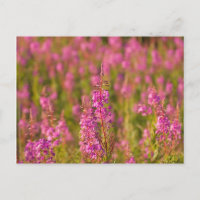 USA, Washington, Seattle, Discovery Park 3