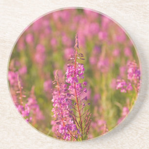 USA, Washington, Seattle, Discovery Park 3 Sandstein Untersetzer