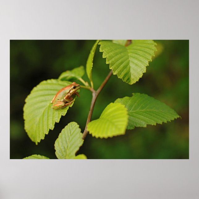 USA, Washington, Seattle, Discovery Park Poster (Vorne)