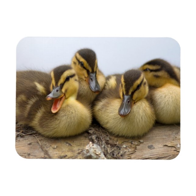USA, Washington, Seattle, Lake Washington Magnet (Horizontal)