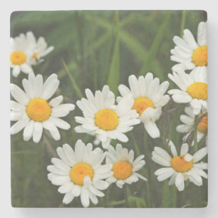 USA, Washington, Seattle, Puget Sound 3 Steinuntersetzer