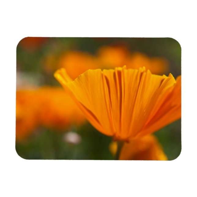 USA, Washington, Seattle, Summer Magnet (Horizontal)