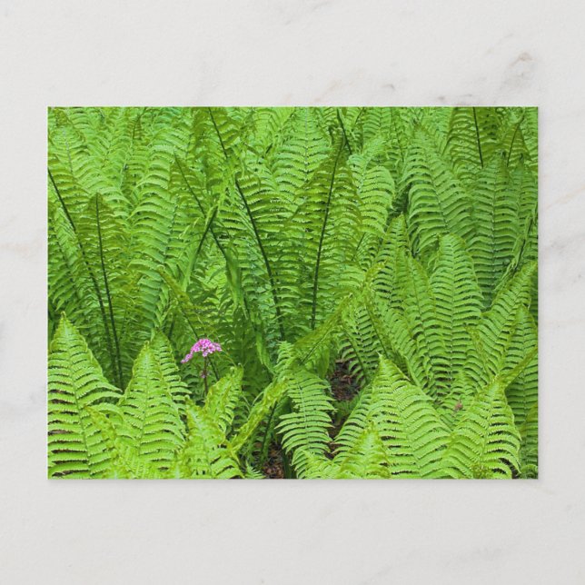 USA, Washington, Seattle, Washington Park Postkarte (Vorderseite)