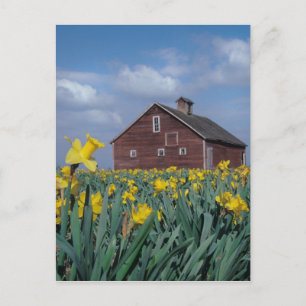 USA, Washington, Skagit Valley. Feld von Postkarte