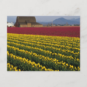 USA, Washington, Skagit Valley. Felder 2 Postkarte