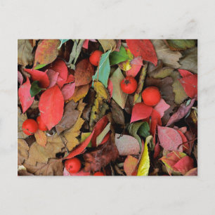 USA, Washington, Spokane Co., Hawthorn-Blätter Postkarte