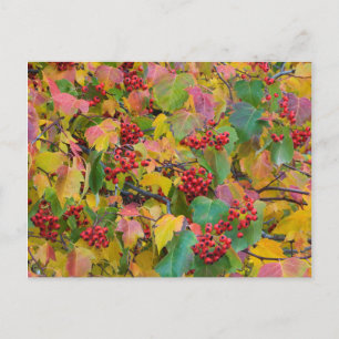 USA, Washington, Spokane County, Hawthorn Leaves 2 Postkarte