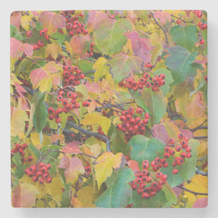 USA, Washington, Spokane County, Hawthorn Leaves 2 Steinuntersetzer