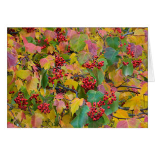 USA, Washington, Spokane Landkreis, Hawthorn Blätt