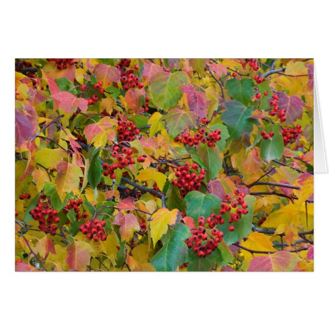 USA, Washington, Spokane Landkreis, Hawthorn Blätt (Vorderseite (Horizontal))