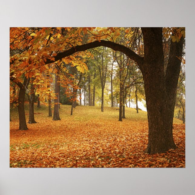 USA, Washington, Spokane, Manito Park, Herbst 2 Poster (Vorne)