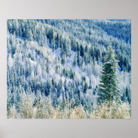 USA, Washington, Spokane Staat Park, Aspen 2