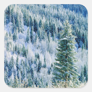 USA, Washington, Spokane Staat Park, Aspen Quadratischer Aufkleber